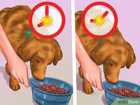 Imagen titulada Treat a Dog Throwing Up Bile Step 6