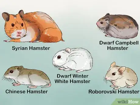 Imagen titulada Care for a Hamster Step 4