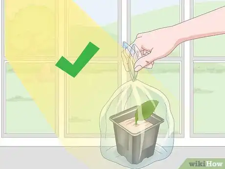 Imagen titulada Propagate African Violets Step 6