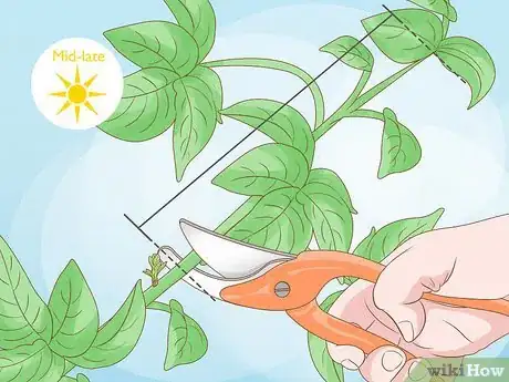 Imagen titulada Care for a Purple Flower Potato Bush Step 11