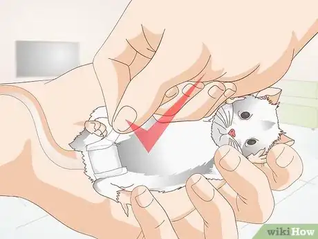 Imagen titulada Treat Mice With Penile Prolapse Step 14