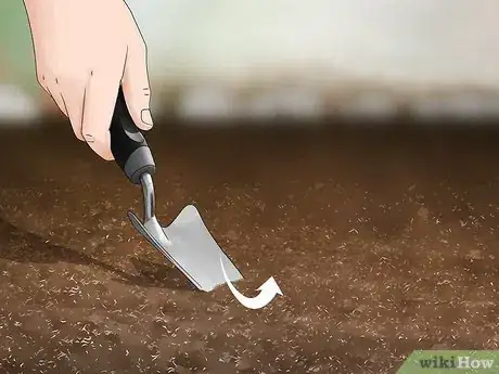 Imagen titulada Grow Moss Rose Step 13