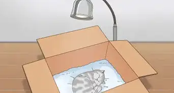 mantener calientes a unos gatitos huérfanos