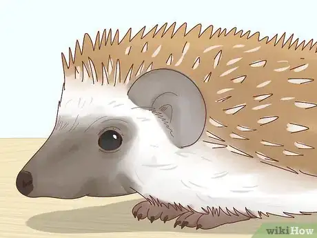 Imagen titulada Take Care of a Hedgehog Step 3