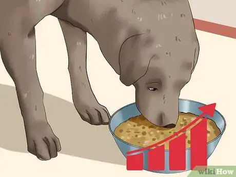 Imagen titulada Fatten Up a Dog Step 8