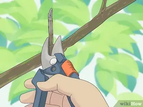 Imagen titulada Prune a Trumpet Vine Step 1