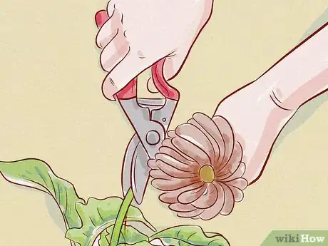 Imagen titulada Care for a Gerbera Daisy Step 14