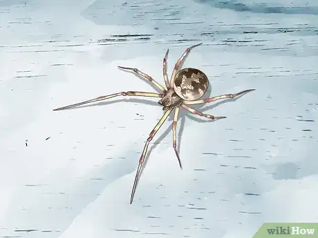 Imagen titulada Identify a Garden Spider Step 13