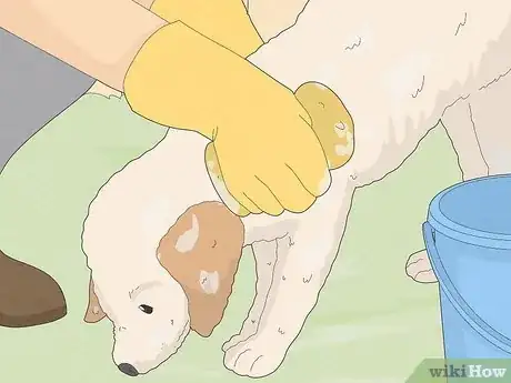 Imagen titulada Eliminate Skunk Odor Step 9