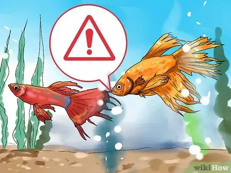 Imagen titulada Identify Finrot Step 8
