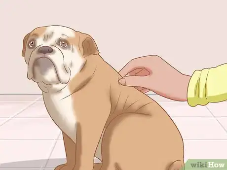 Imagen titulada Identify an English Bulldog Step 6