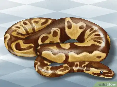 Imagen titulada Care for Your Ball Python Step 1