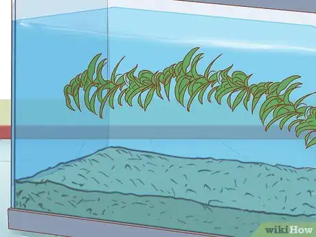 Imagen titulada Care for Triops Step 4