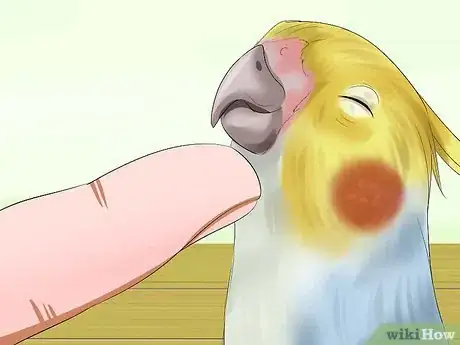 Imagen titulada Massage a Cockatiel Step 3