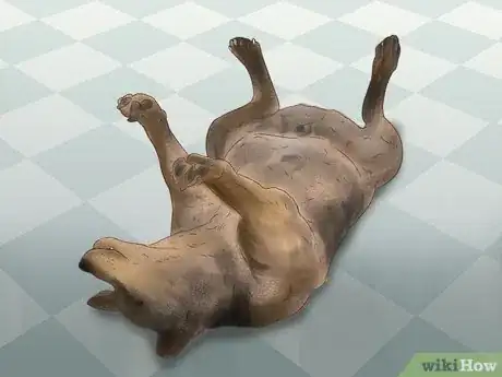 Imagen titulada Treat a Dog for Rabies Step 10