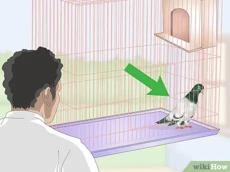 Imagen titulada Spot Signs of Disease in Doves Step 1