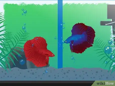 Imagen titulada Breed Betta Fish Step 9