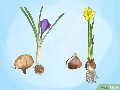 Imagen titulada Plant Bulbs in Grass Step 5