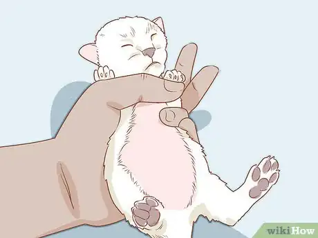 Imagen titulada Diagnose and Treat Hernias in Cats Step 1