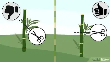 Imagen titulada Prune Bamboo Step 6