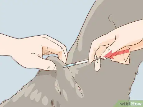 Imagen titulada Give an Insulin Shot to Dogs Step 9