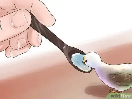 Imagen titulada Care for a Fledgling if the Mom Leaves Step 11