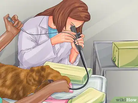 Imagen titulada Treat a Dog Throwing Up Bile Step 4