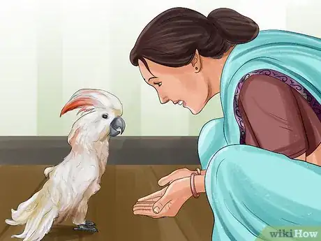 Imagen titulada Live With a Moluccan Cockatoo Step 12