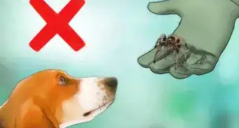 levantar una tarántula