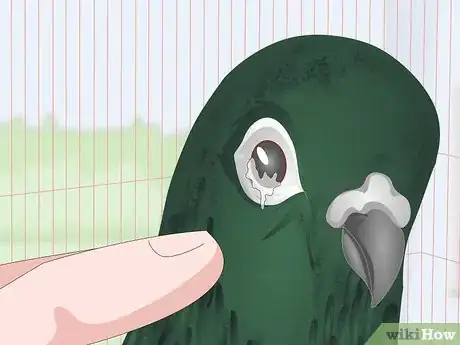 Imagen titulada Spot Signs of Disease in Doves Step 7