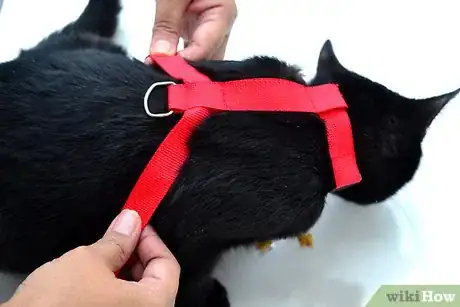 Imagen titulada Put on a Cat Harness Step 10