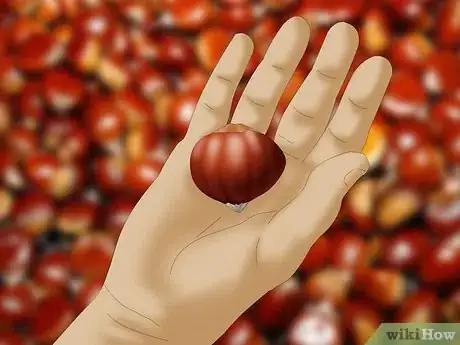 Imagen titulada Eat a Raw Chestnut Step 1