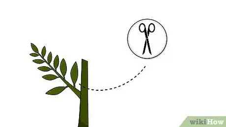 Imagen titulada Grow a Ficus Benjamina Step 3