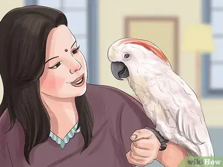 Imagen titulada Live With a Moluccan Cockatoo Step 16