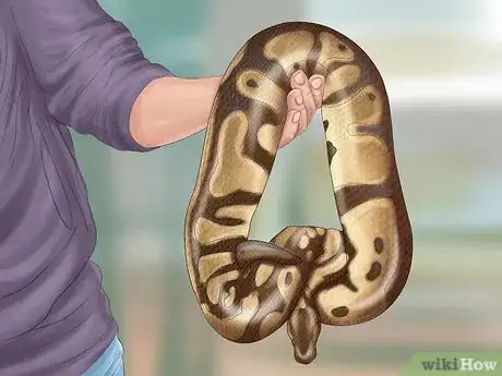 Imagen titulada Care for Your Ball Python Step 2