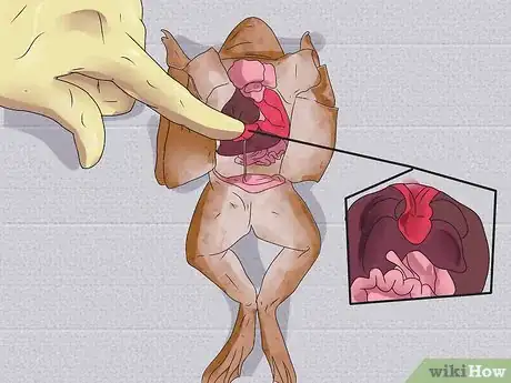 Imagen titulada Dissect a Frog Step 14
