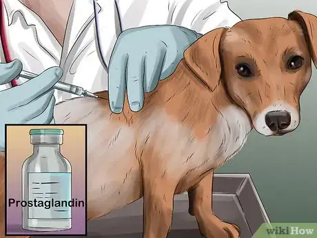 Imagen titulada Treat Pyometra in Dogs Step 13