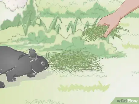 Imagen titulada Feed a Wild Rabbit Step 2