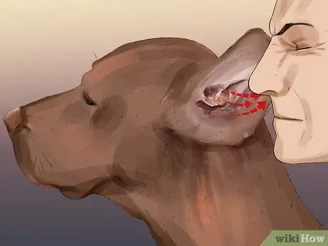 Imagen titulada Diagnose Canine Ear Infections Step 4