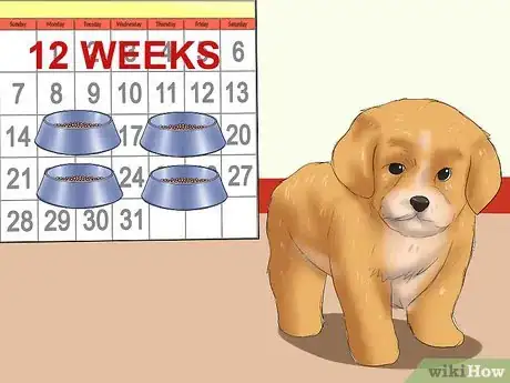 Imagen titulada Care for Maltipoos Step 10