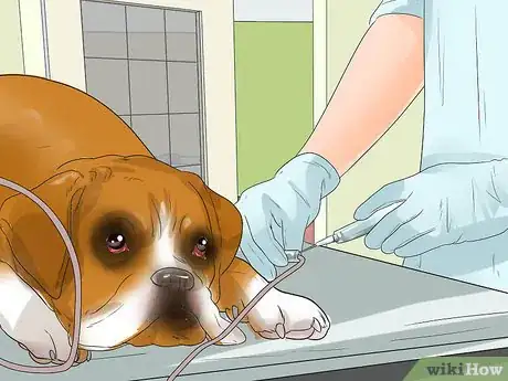 Imagen titulada Treat Mast Cell Tumors in Boxers Step 10