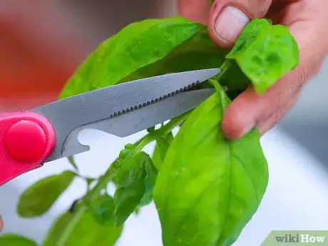 Imagen titulada Dry Basil Step 2