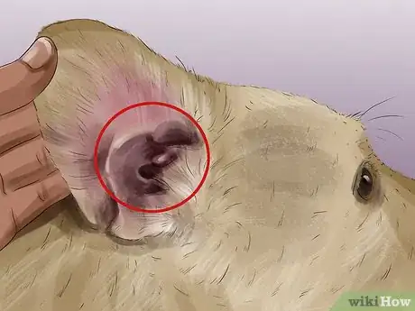 Imagen titulada Diagnose Canine Ear Infections Step 5