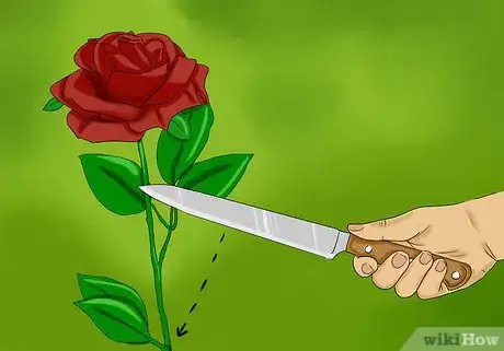 Imagen titulada Keep Rose Petals Fresh Step 2