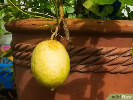 Imagen titulada Ripen Lemons Step 5