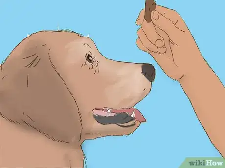 Imagen titulada Care for a Pregnant Chihuahua Step 12