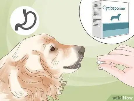 Imagen titulada Treat Skin Allergies in Golden Retrievers Step 15