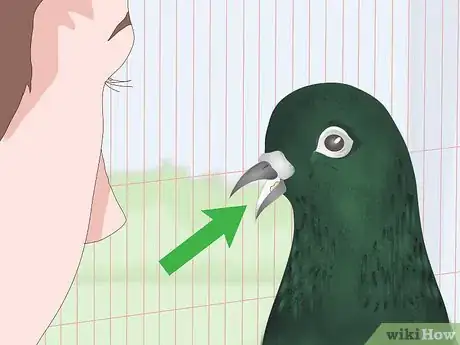 Imagen titulada Spot Signs of Disease in Doves Step 8