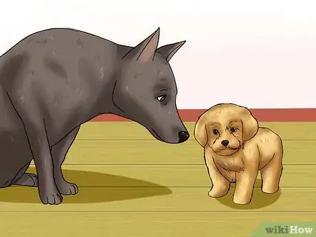 Imagen titulada Care for Maltipoos Step 16