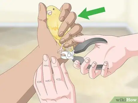 Imagen titulada Keep a Canary Groomed Step 8